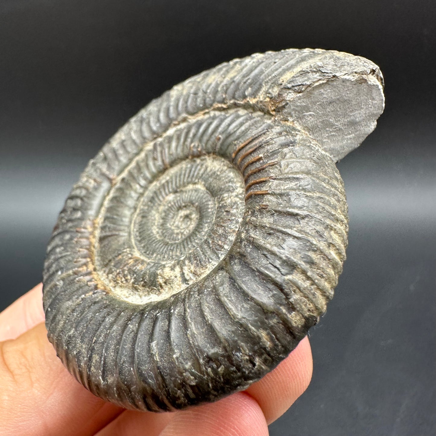 Dactylioceras Ammonite Fossil With Box And Stand - Whitby, North Yorkshire Jurassic Coast Yorkshire Fossils