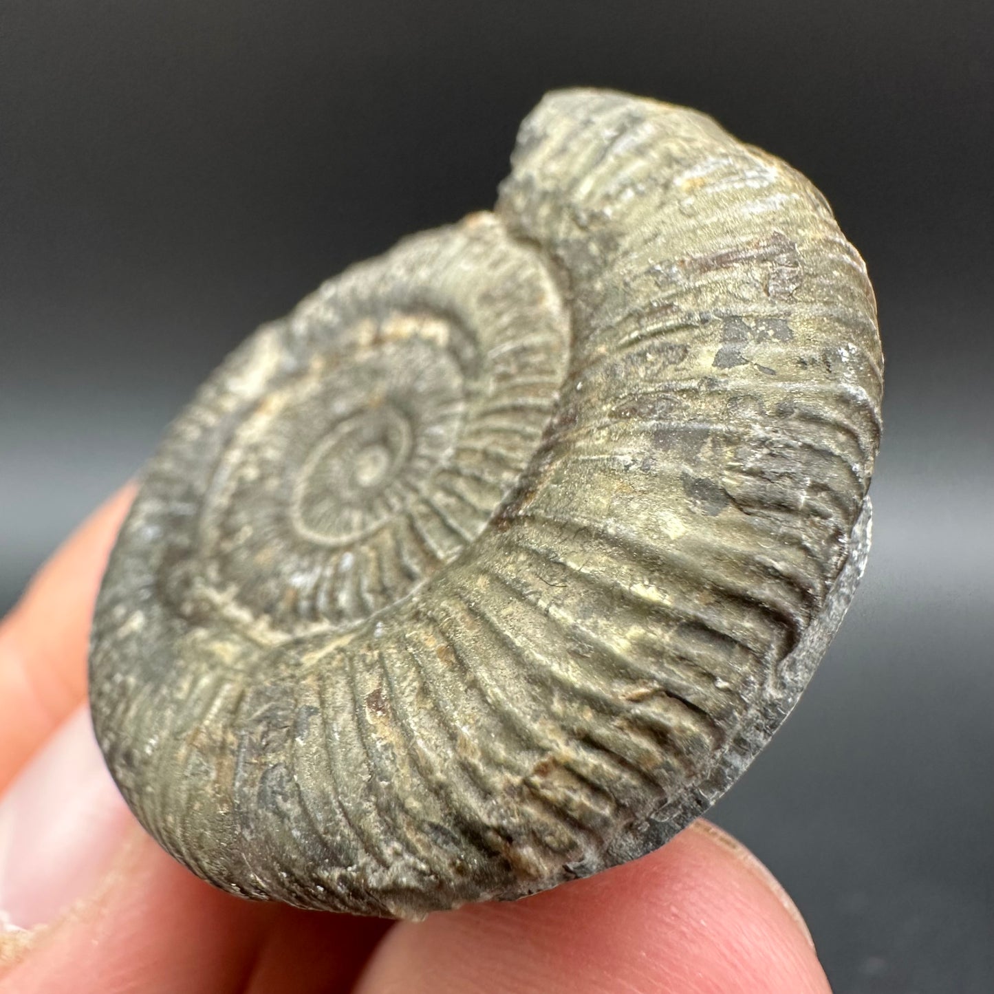 Dactylioceras Ammonite Fossil With Box And Stand - Whitby, North Yorkshire Jurassic Coast Yorkshire Fossils