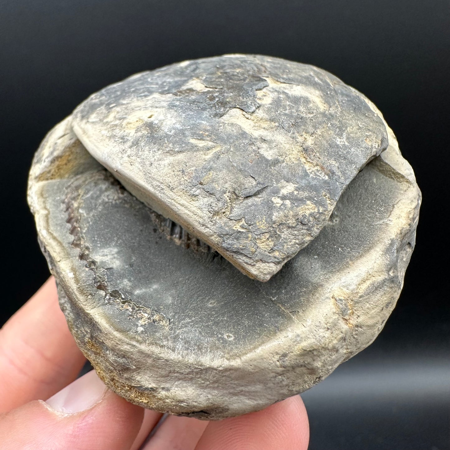Dactylioceras Ammonite nodule (split pair) Fossil With Box And Stand - Whitby, North Yorkshire Jurassic Coast Yorkshire Fossils