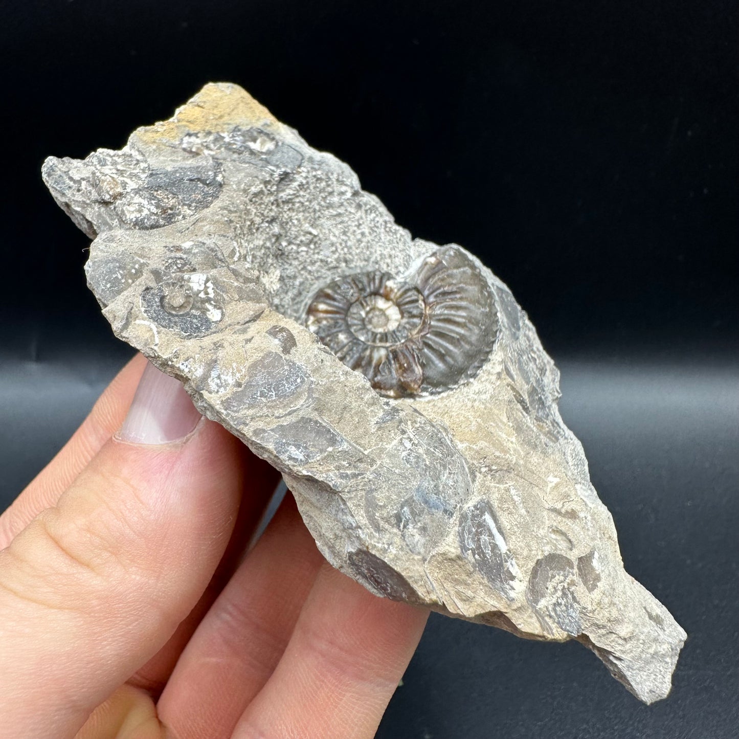 Amaltheus subnodosus Ammonite fossil with box and stand - Whitby, North Yorkshire Jurassic Coast Yorkshire Fossils