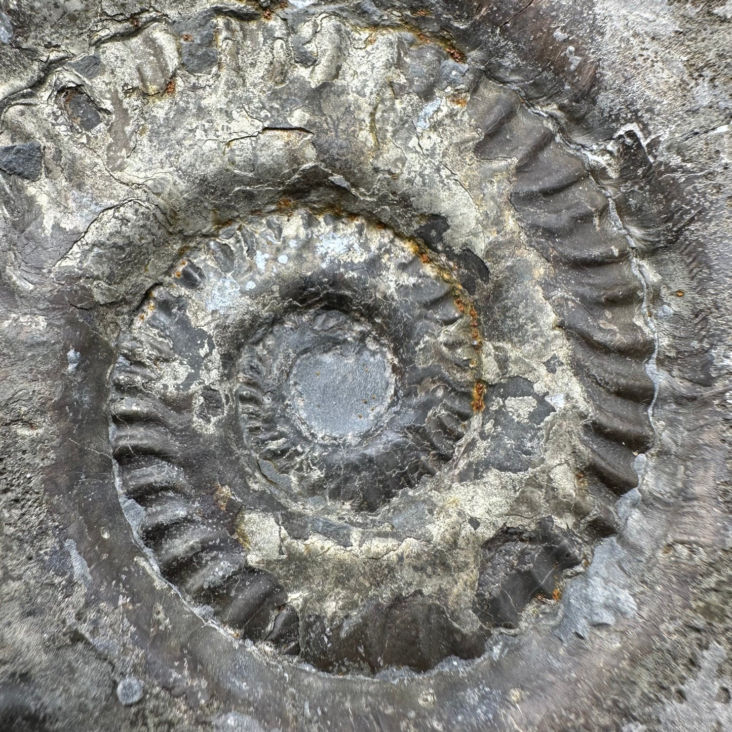 Golden Hildoceras lusitanicum Ammonite fossil with stand - Whitby, North Yorkshire, Jurassic Coast, Yorkshire Fossils from the Jurassic Coast