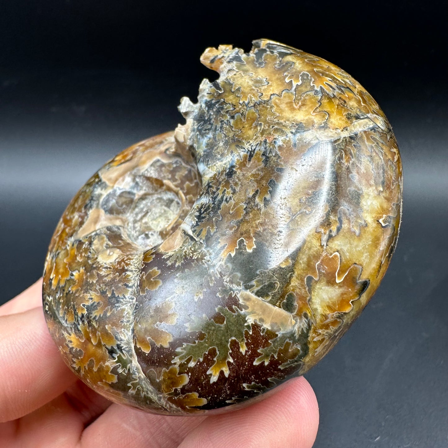 Puzosia Ammonite Fossil With Box And Stand - Cretaceous Ammonite Madagascar