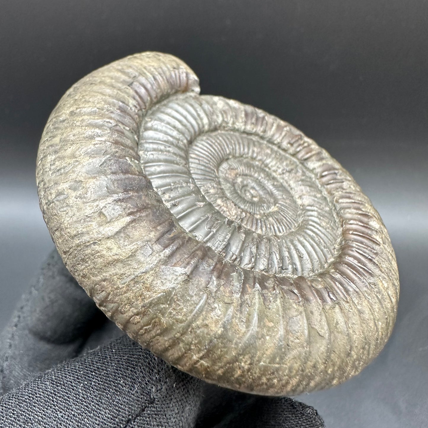 Dactylioceras Ammonite Fossil With Box And Stand - Whitby, North Yorkshire Jurassic Coast Yorkshire Fossils