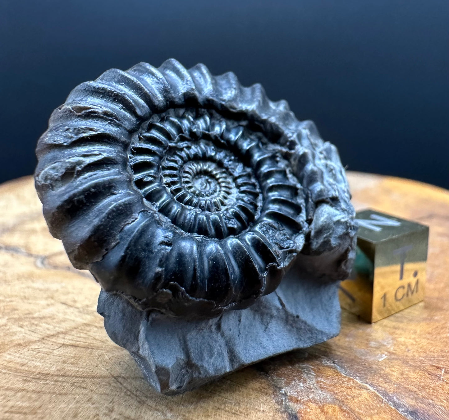 Gagaticeras Ammonite fossil with box and stand - Whitby, North Yorkshire Jurassic Coast Yorkshire Fossils