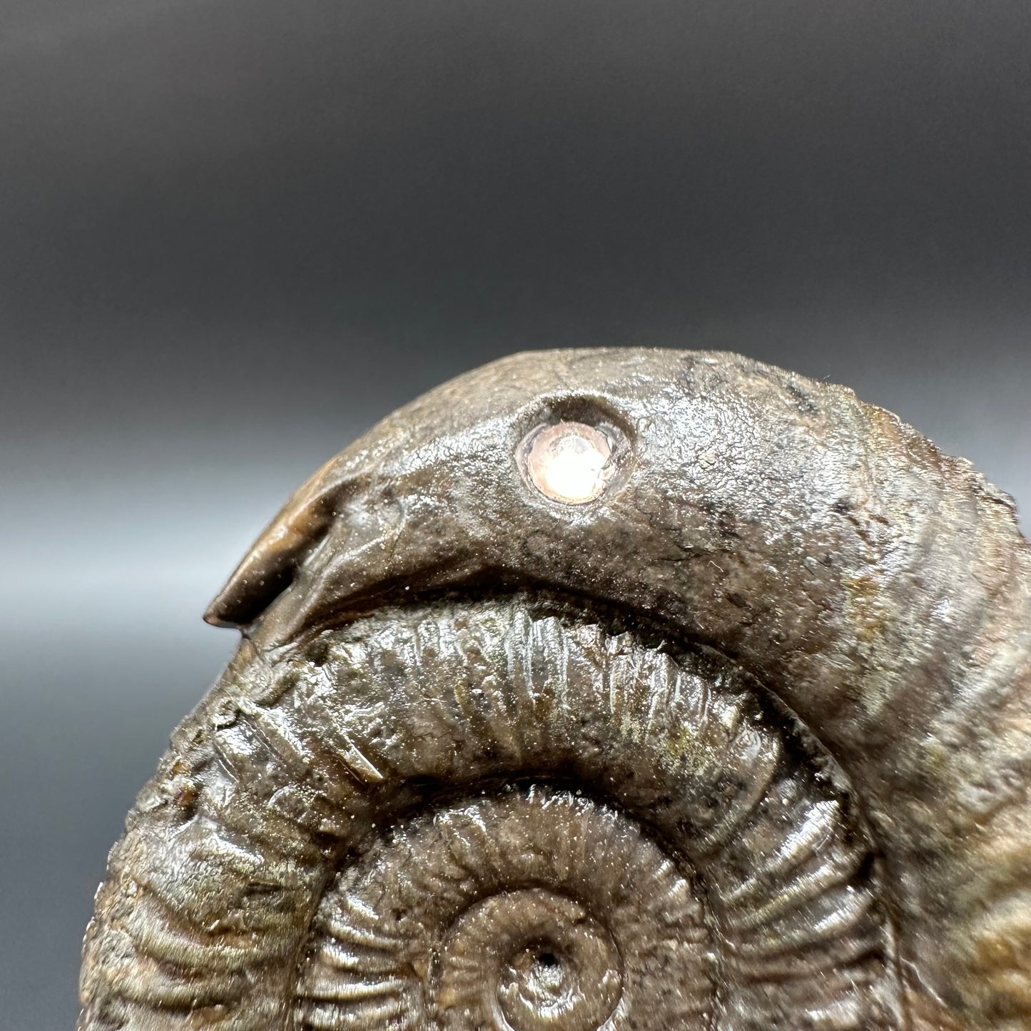 Snakestone Ammonite Fossil With Bag/Box And Stand - Whitby, North Yorkshire Jurassic Coast Yorkshire Fossils