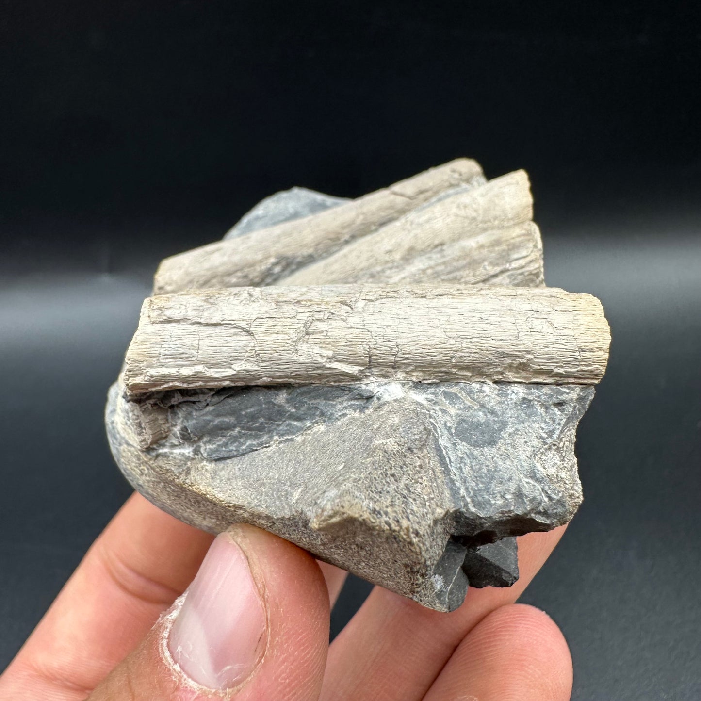 Ichthyosaur Rib fossil with box and stand - Whitby, North Yorkshire Jurassic Coast, Yorkshire fossils found on the Jurassic Coast