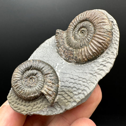 Dactylioceras Ammonite Fossil With Stand - Whitby, North Yorkshire Jurassic Coast Yorkshire Fossils