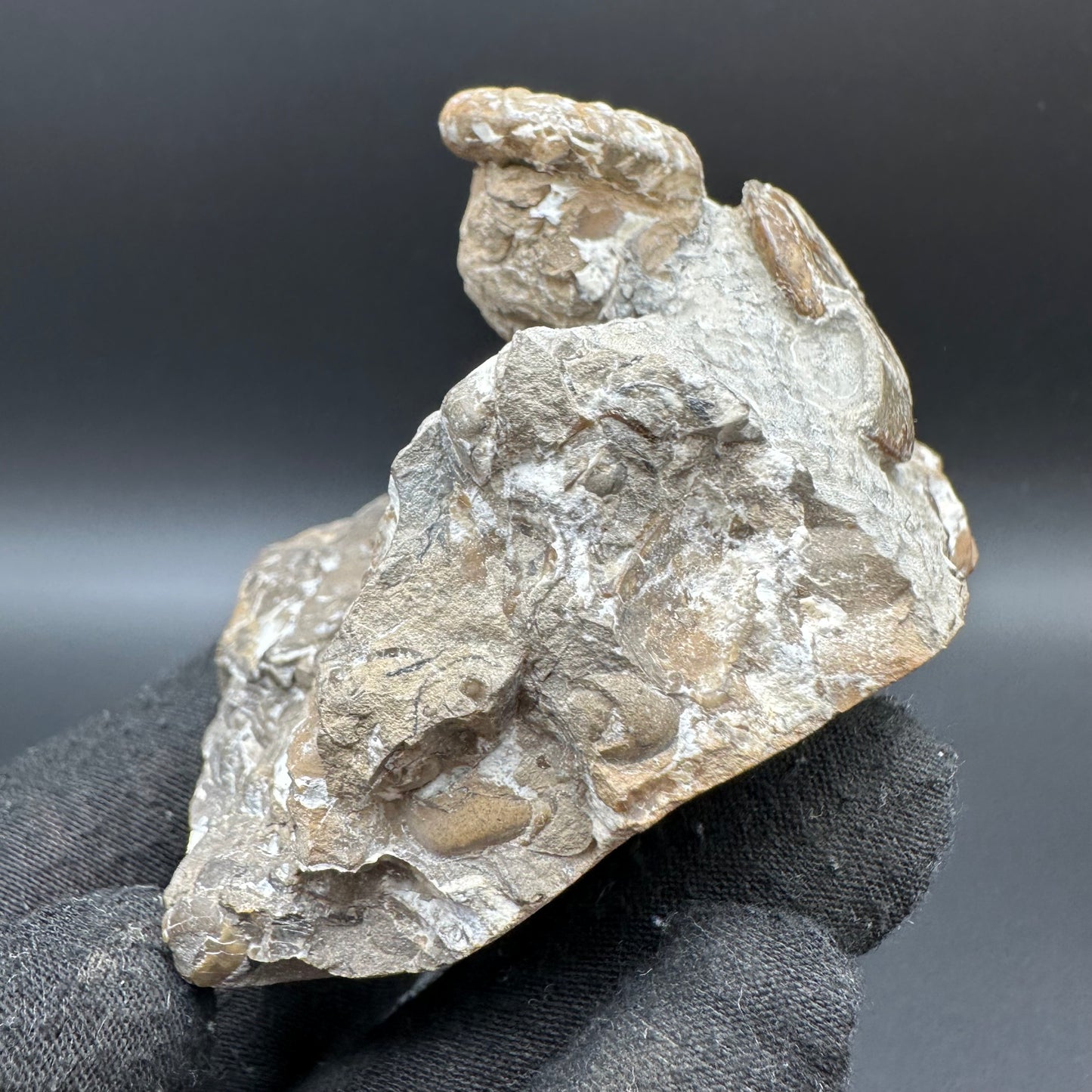 Amaltheus striatus ammonite fossil with box and stand - Whitby, North Yorkshire Jurassic Coast Yorkshire Fossils