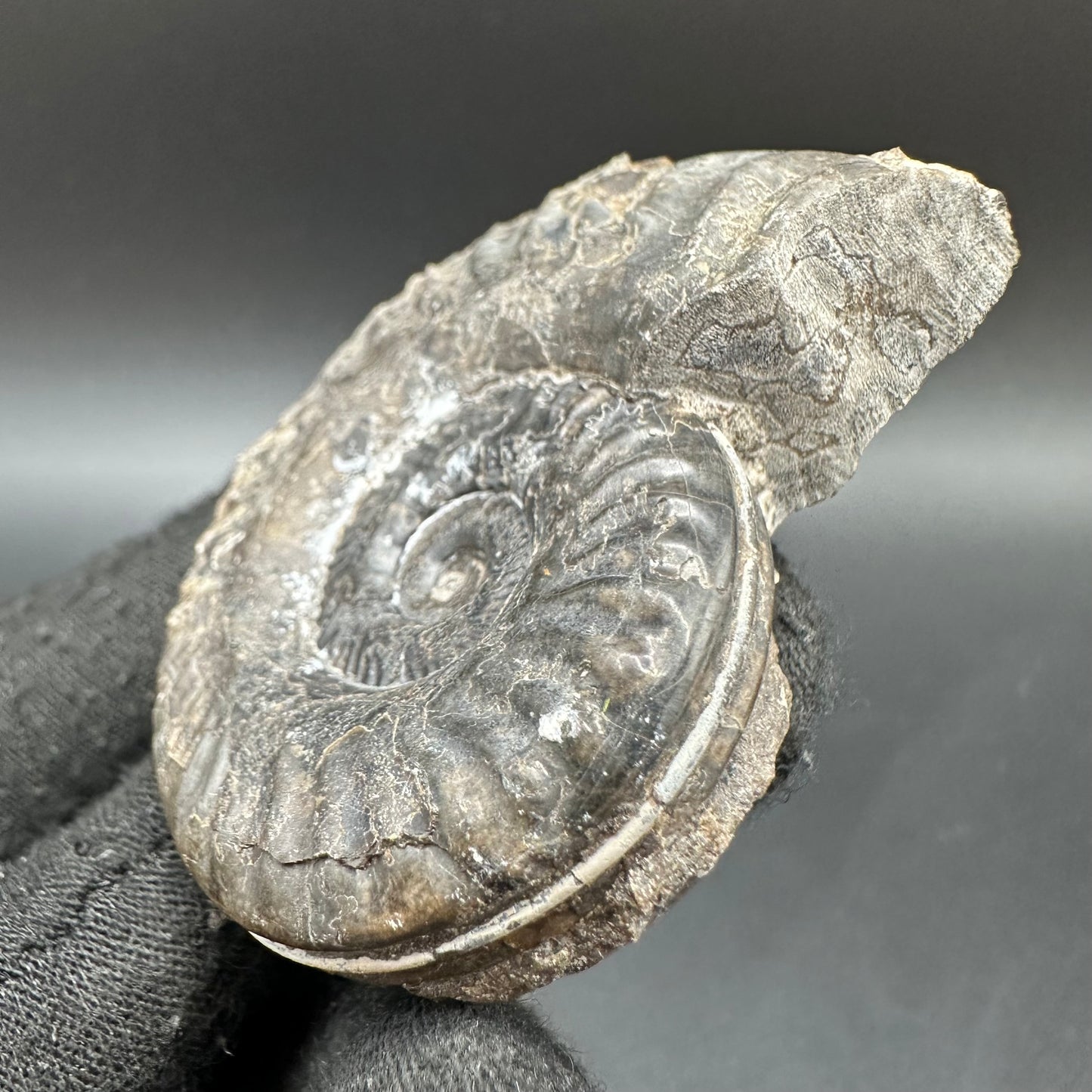 Hildoceras lusitanicum Ammonite fossil with box and stand - Whitby, North Yorkshire, Jurassic Coast, Yorkshire Fossils from the Jurassic Coast