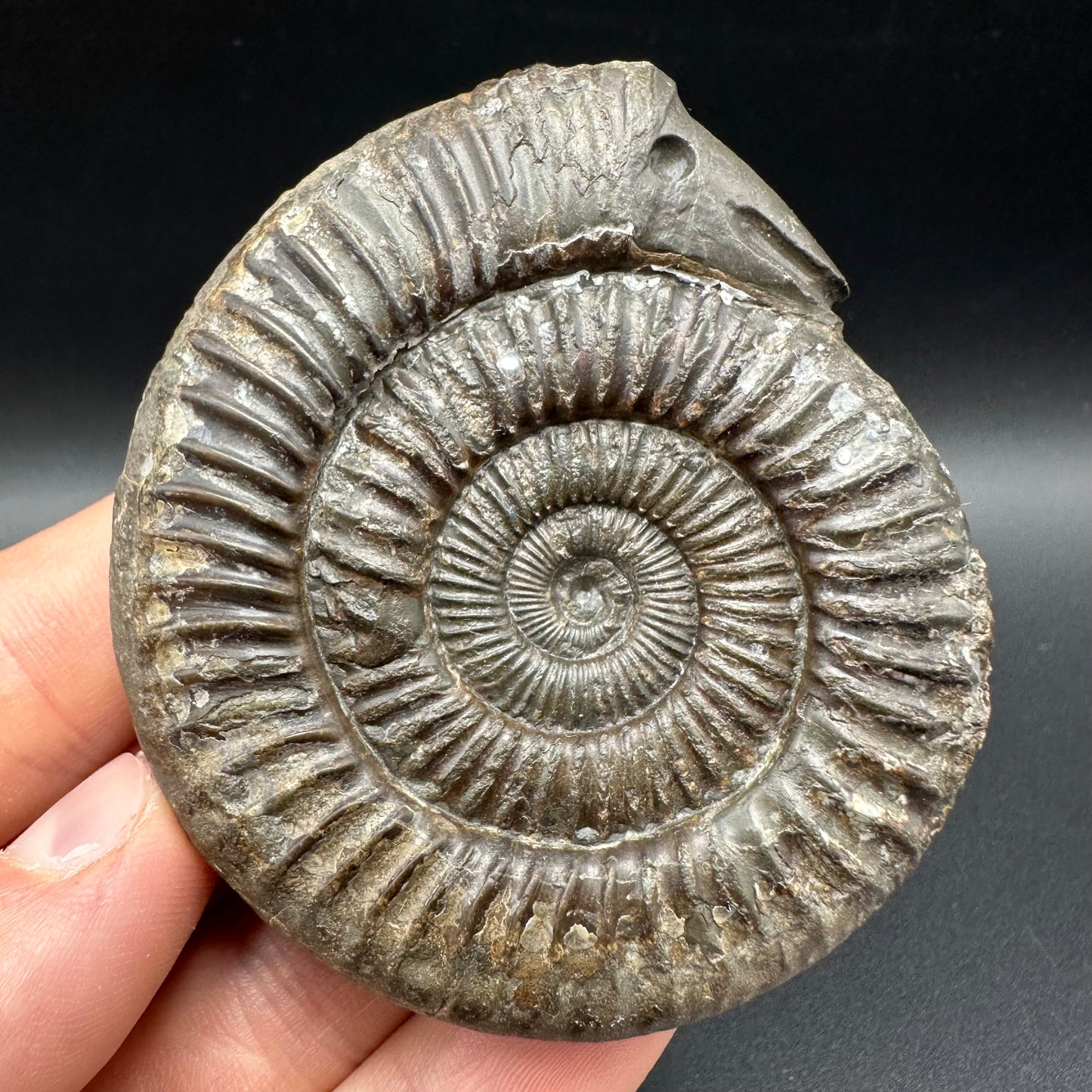 Snakestone Ammonite Fossil With Bag/Box And Stand - Whitby, North Yorkshire Jurassic Coast Yorkshire Fossils