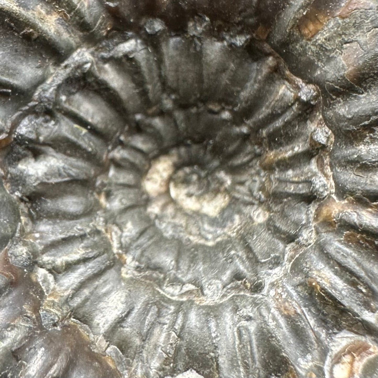Peronoceras Sp. Ammonite fossil with box and stand - Whitby, North Yorkshire Jurassic Coast Yorkshire Fossils