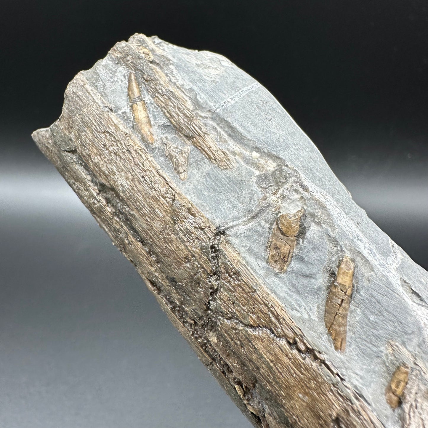 Ichthyosaur Partial Jaw fossil - Whitby, North Yorkshire Jurassic Coast, Yorkshire fossils