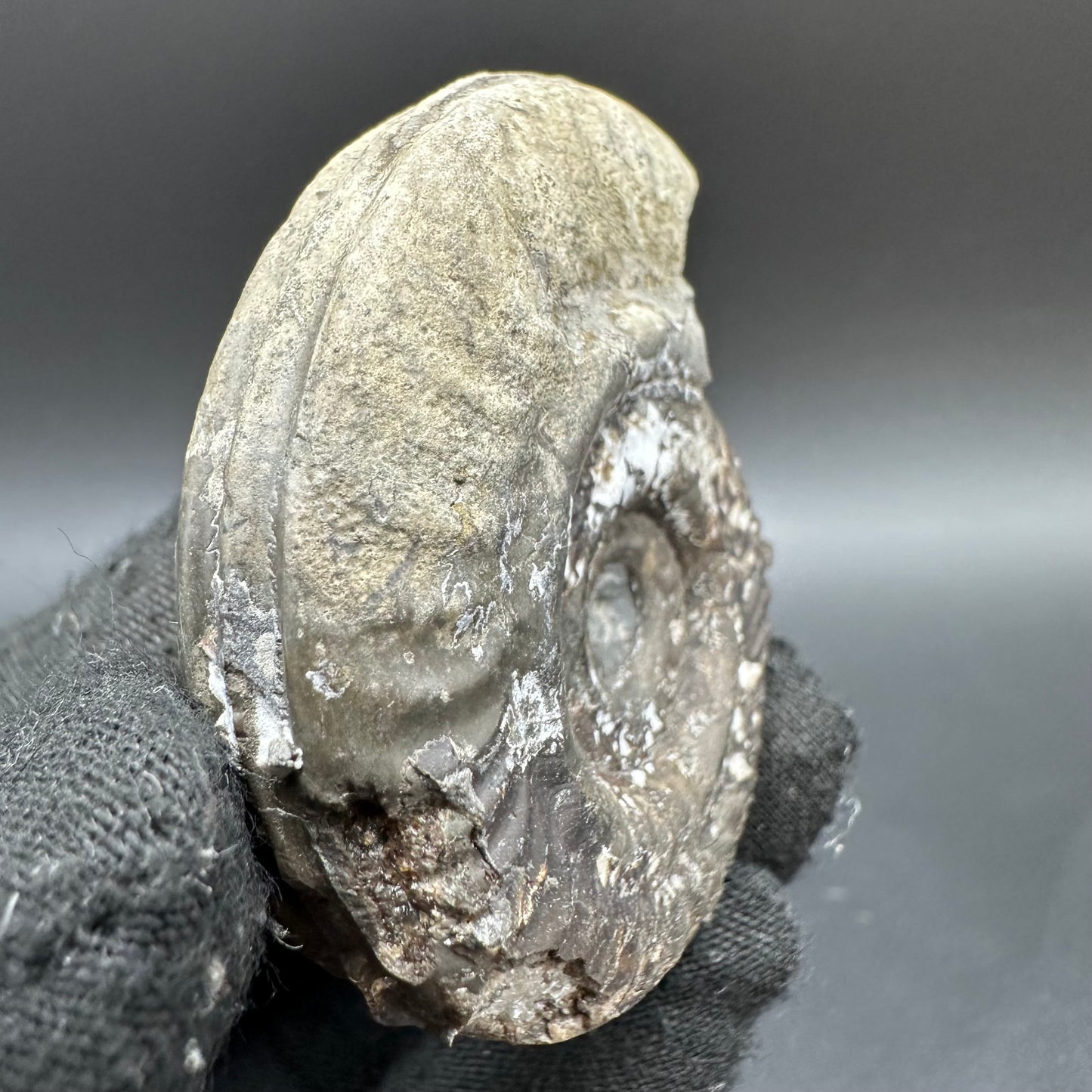 Hildoceras Bifrons Ammonite fossil with box and stand - Whitby, North Yorkshire Jurassic Coast, Yorkshire Fossils from the Jurassic Coast