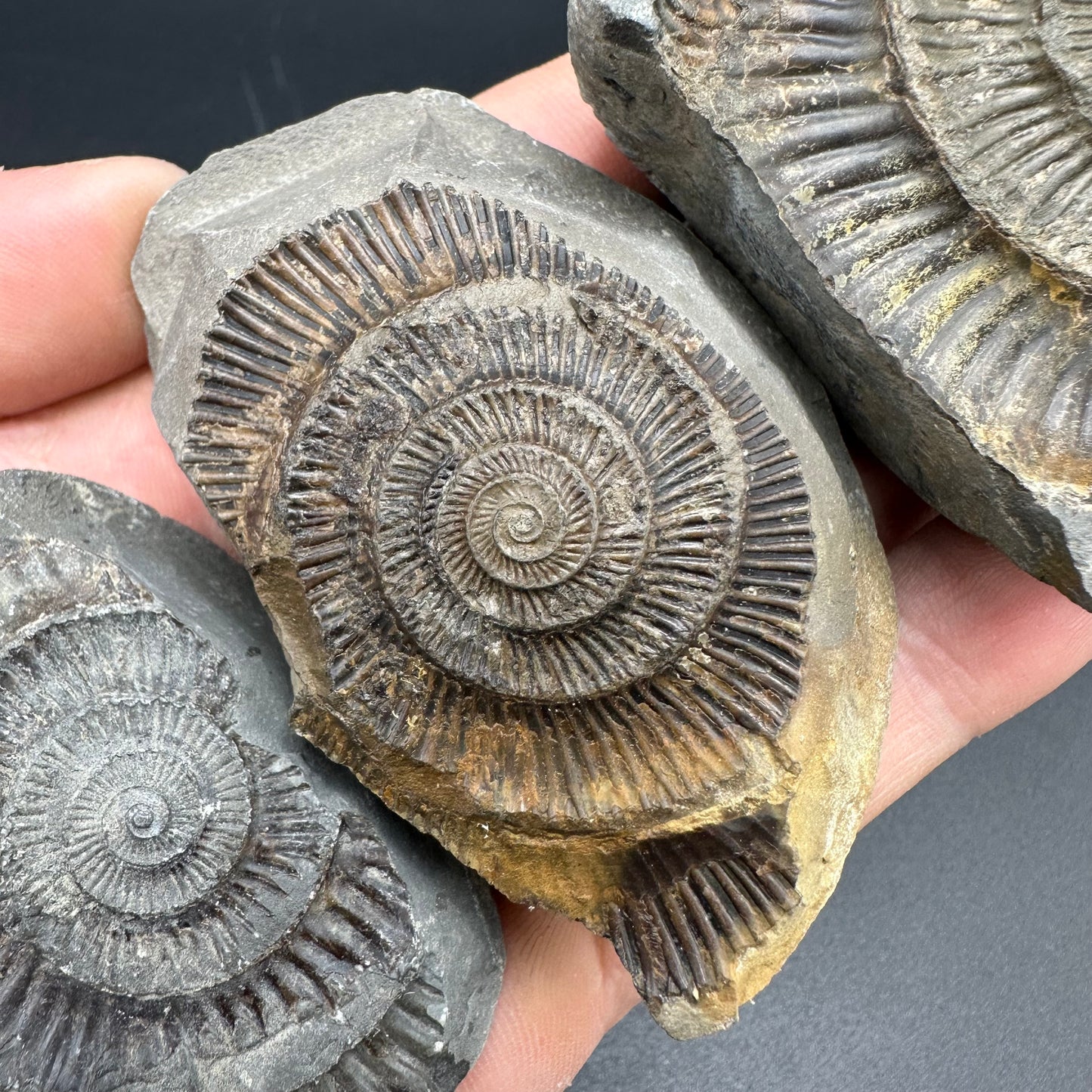 Dactylioceras imprint (negative) bundle ammonite shell fossil with box - Whitby, North Yorkshire, Yorkshire Fossils