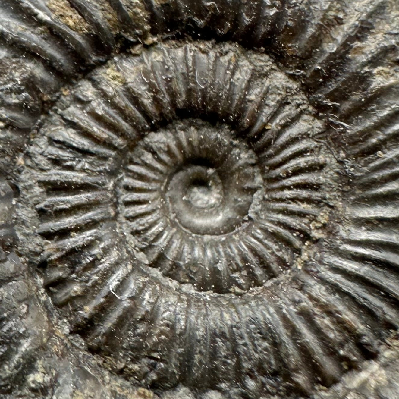 Dactylioceras Ammonite Fossil With Box And Stand - Whitby, North Yorkshire Jurassic Coast Yorkshire Fossils