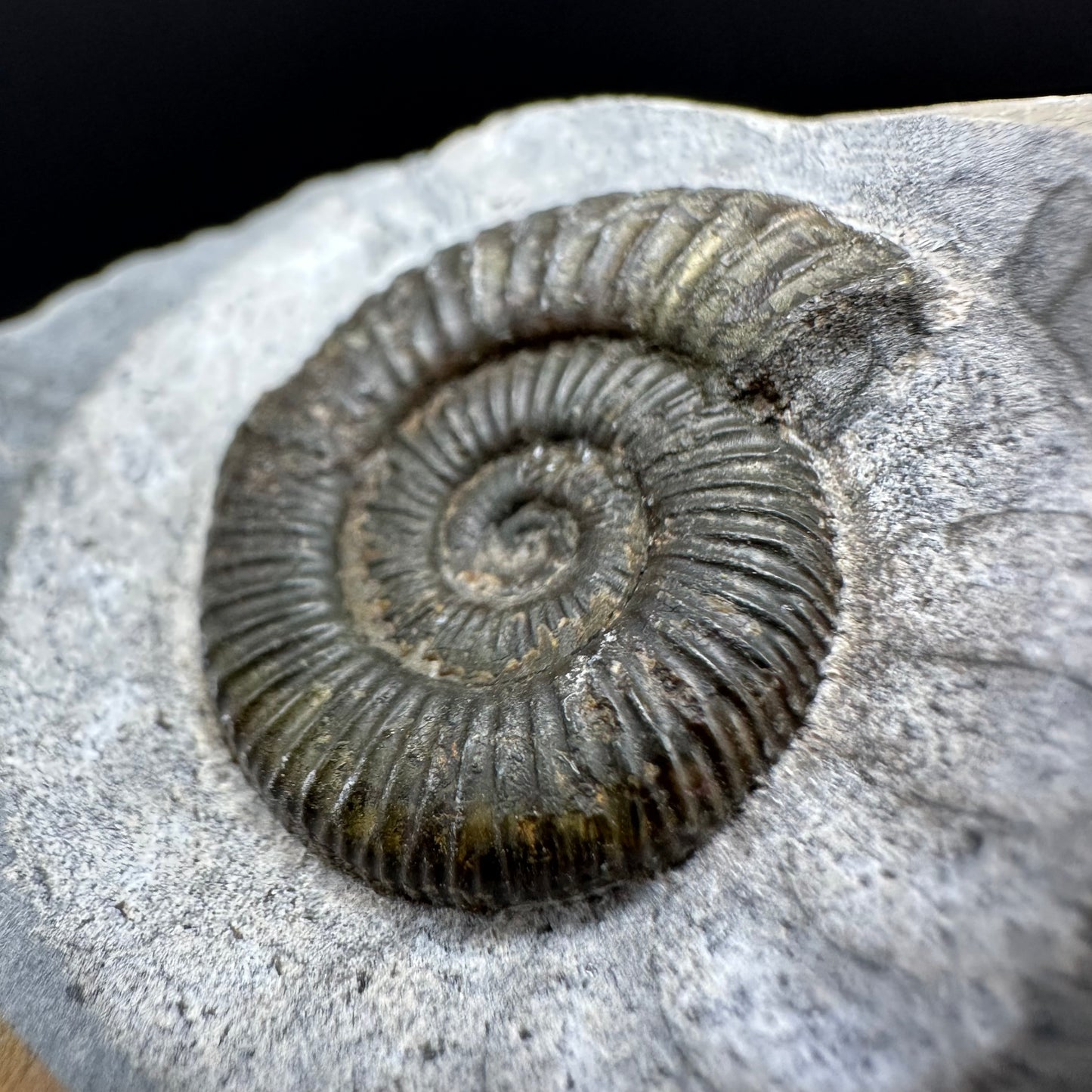Dactylioceras Ammonite Fossil With Box And Stand - Whitby, North Yorkshire Jurassic Coast Yorkshire Fossils