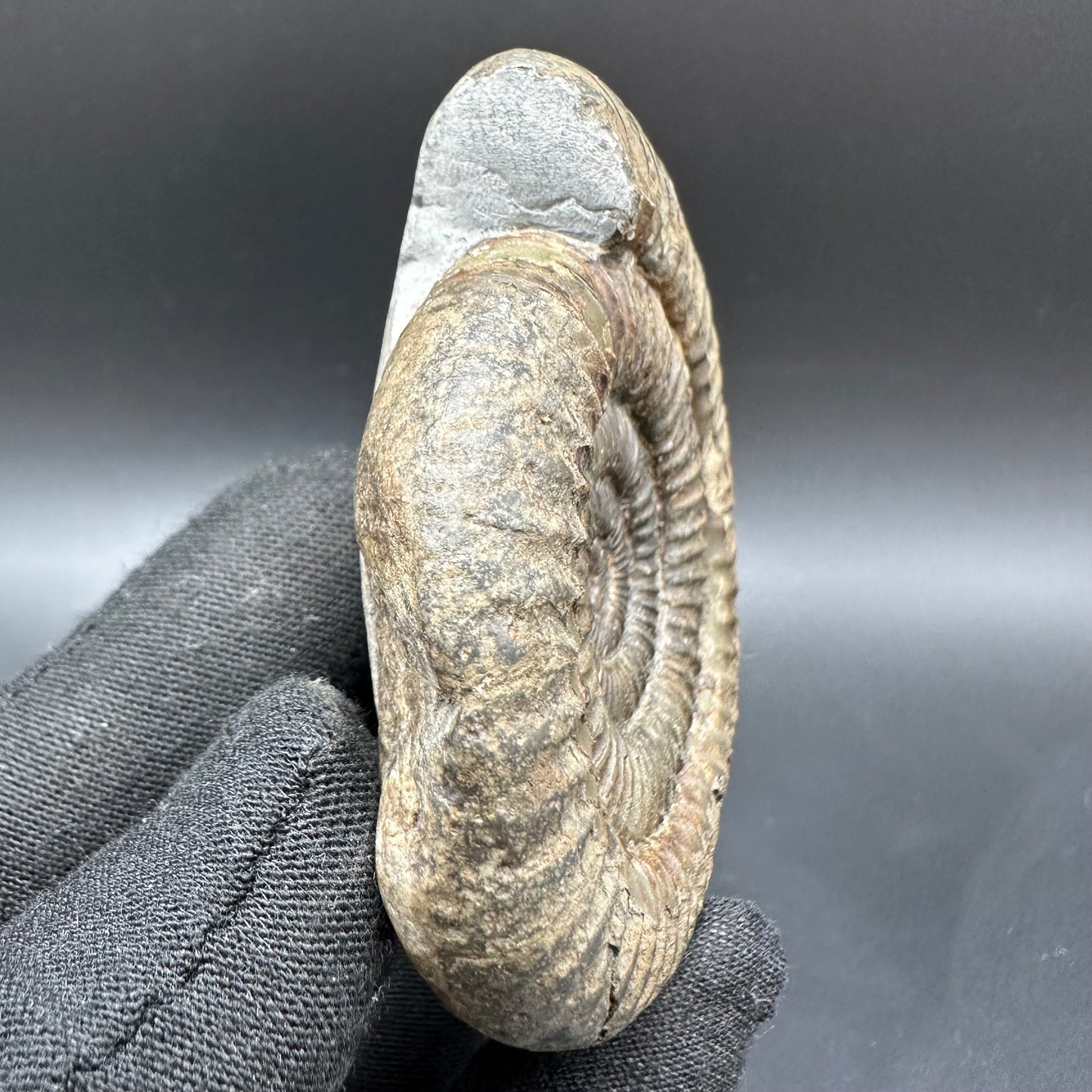 Dactylioceras Ammonite Fossil With Box And Stand - Whitby, North Yorkshire Jurassic Coast Yorkshire Fossils