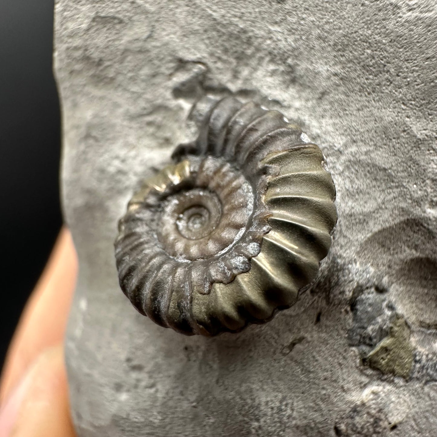 Promicroceras Ammonite shell fossil with box and stand - Whitby, North Yorkshire Jurassic Coast Yorkshire Fossils