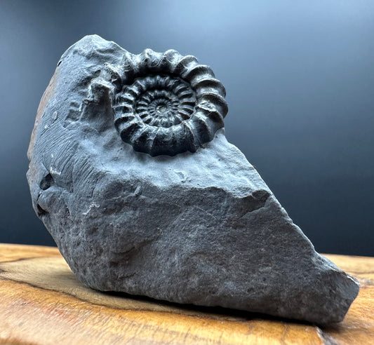 Gagaticeras Ammonite fossil with box and stand - Whitby, North Yorkshire Jurassic Coast Yorkshire Fossils