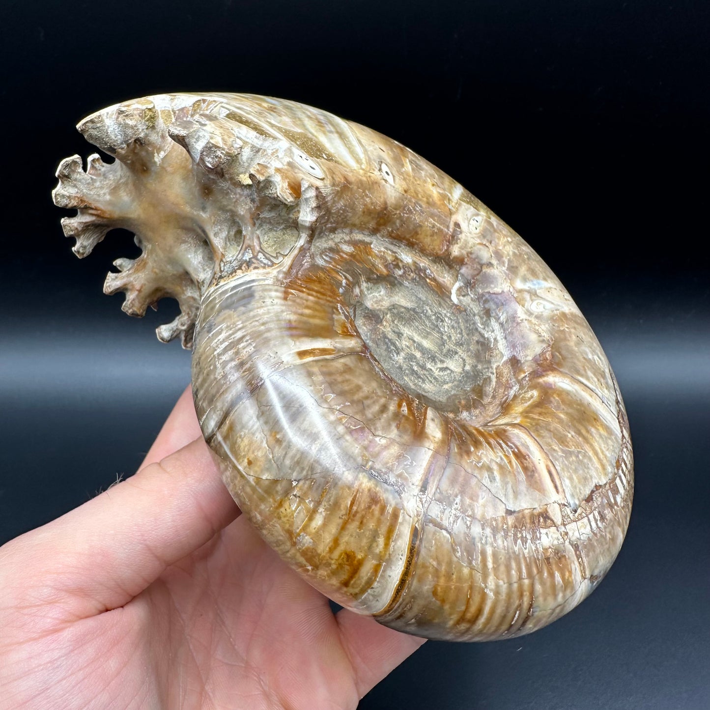 Puzosia Ammonite Fossil With Stand - Cretaceous Ammonite Madagascar