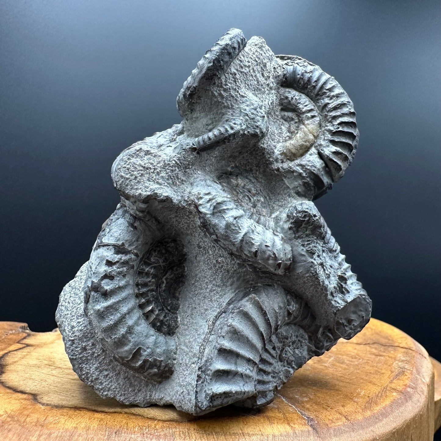 Arnioceras ammonite shell fossil with box and stand - Whitby, North Yorkshire Jurassic Coast Yorkshire Fossils