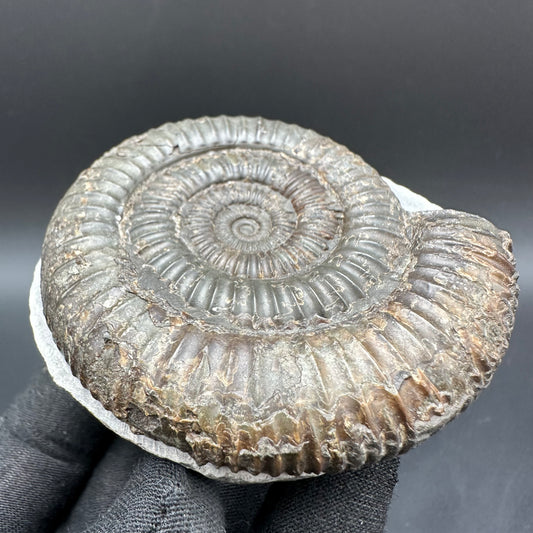 Dactylioceras Ammonite Fossil With Box And Stand - Whitby, North Yorkshire Jurassic Coast Yorkshire Fossils