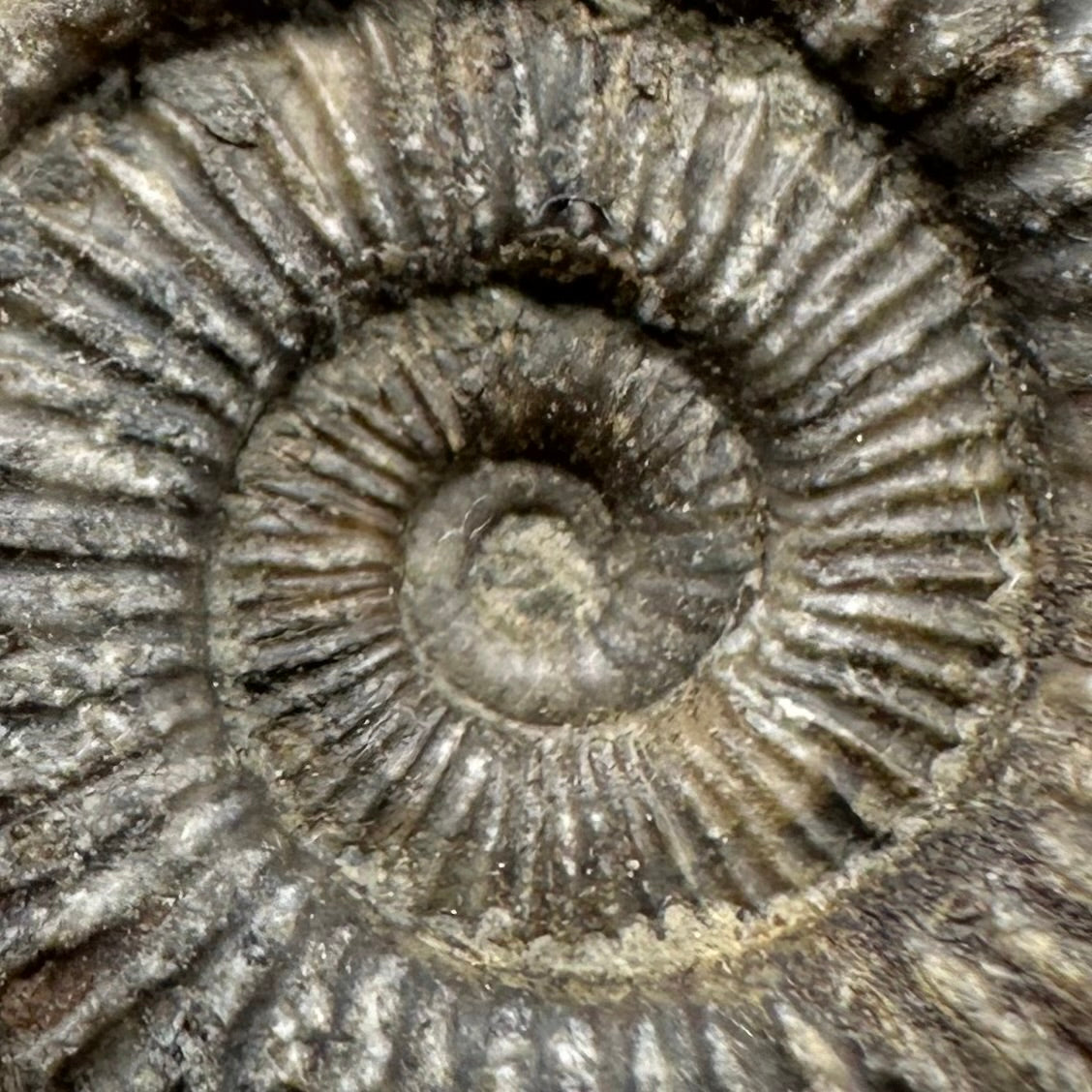 Dactylioceras Ammonite Fossil With Box And Stand - Whitby, North Yorkshire Jurassic Coast Yorkshire Fossils