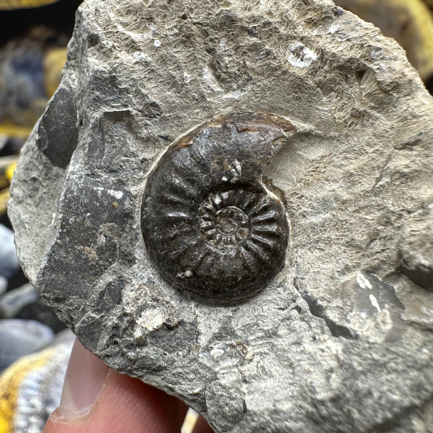 Amaltheus striatus ammonite fossil - Whitby, North Yorkshire