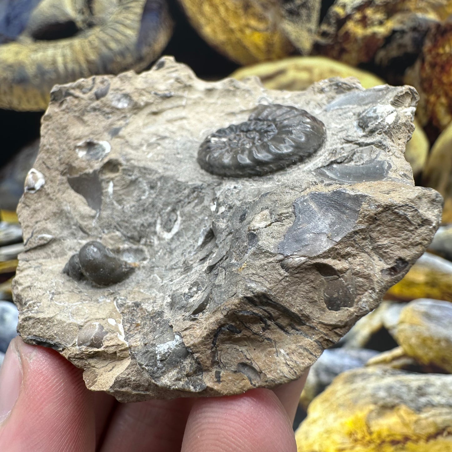 Amaltheus subnodosus ammonite fossil - Whitby, North Yorkshire Jurassic Coast Yorkshire Fossils