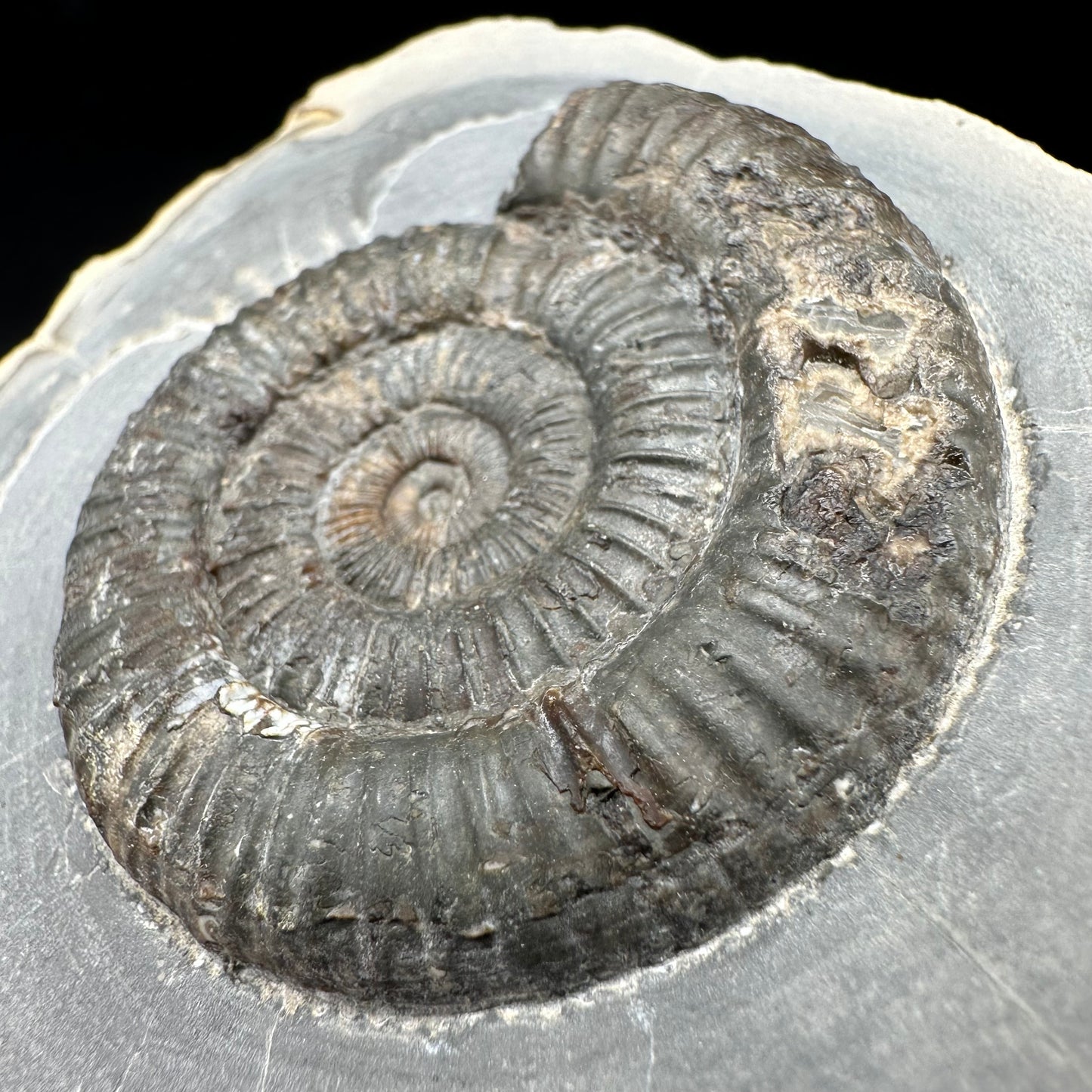Dactylioceras Ammonite Fossil With Box And Stand - Whitby, North Yorkshire Jurassic Coast Yorkshire Fossils
