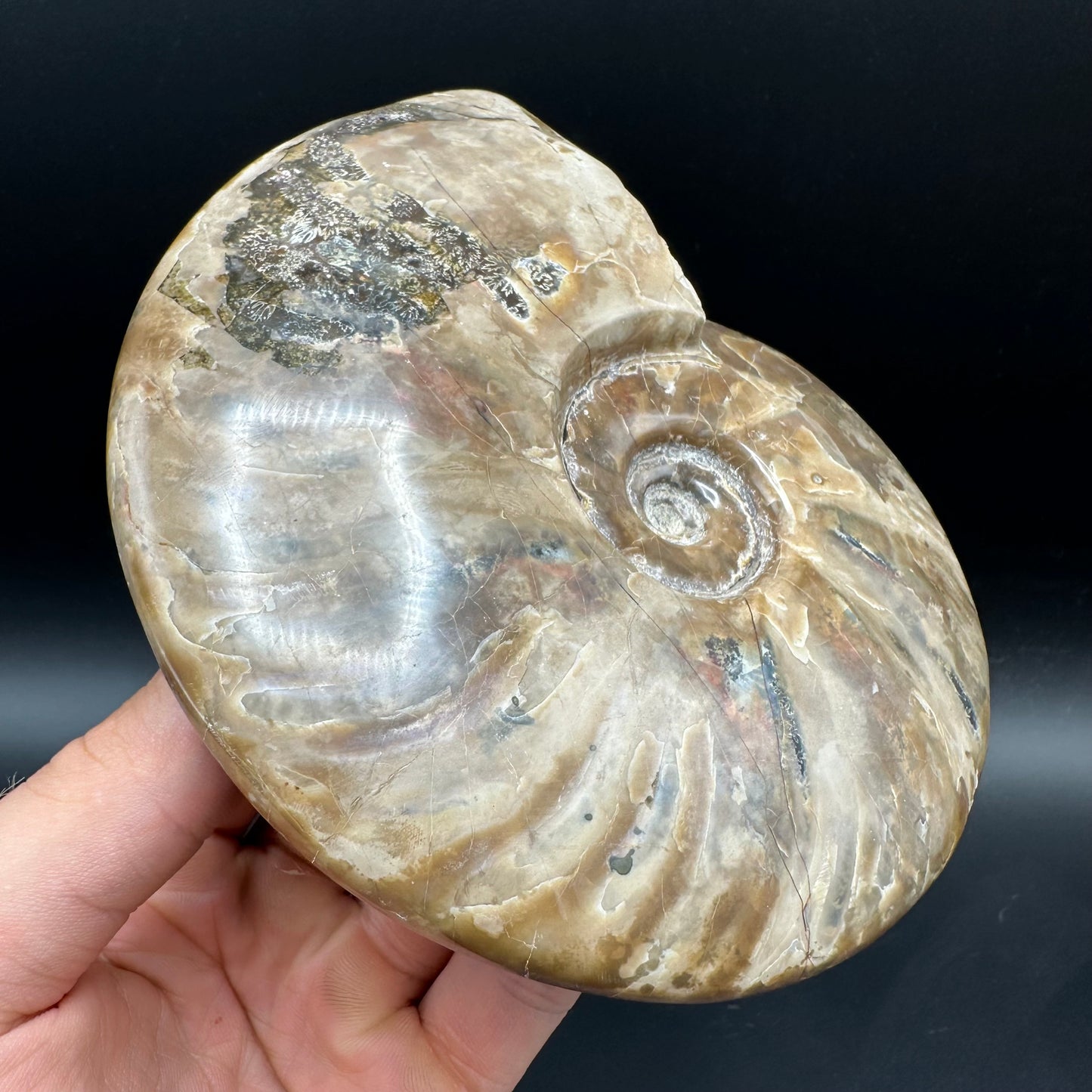 Cleoniceras Ammonite Fossil With Stand - Cretaceous Ammonite Madagascar