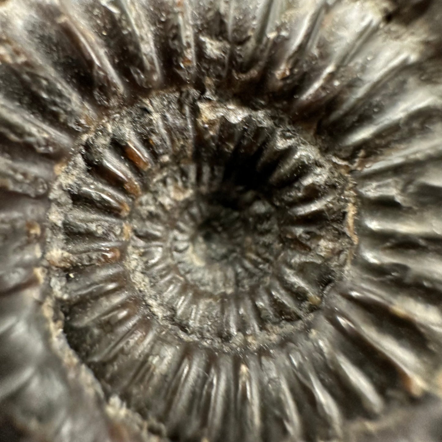 Catacoeloceras Sp. ammonite fossil with box and stand- Whitby, North Yorkshire Jurassic Coast Yorkshire Fossils