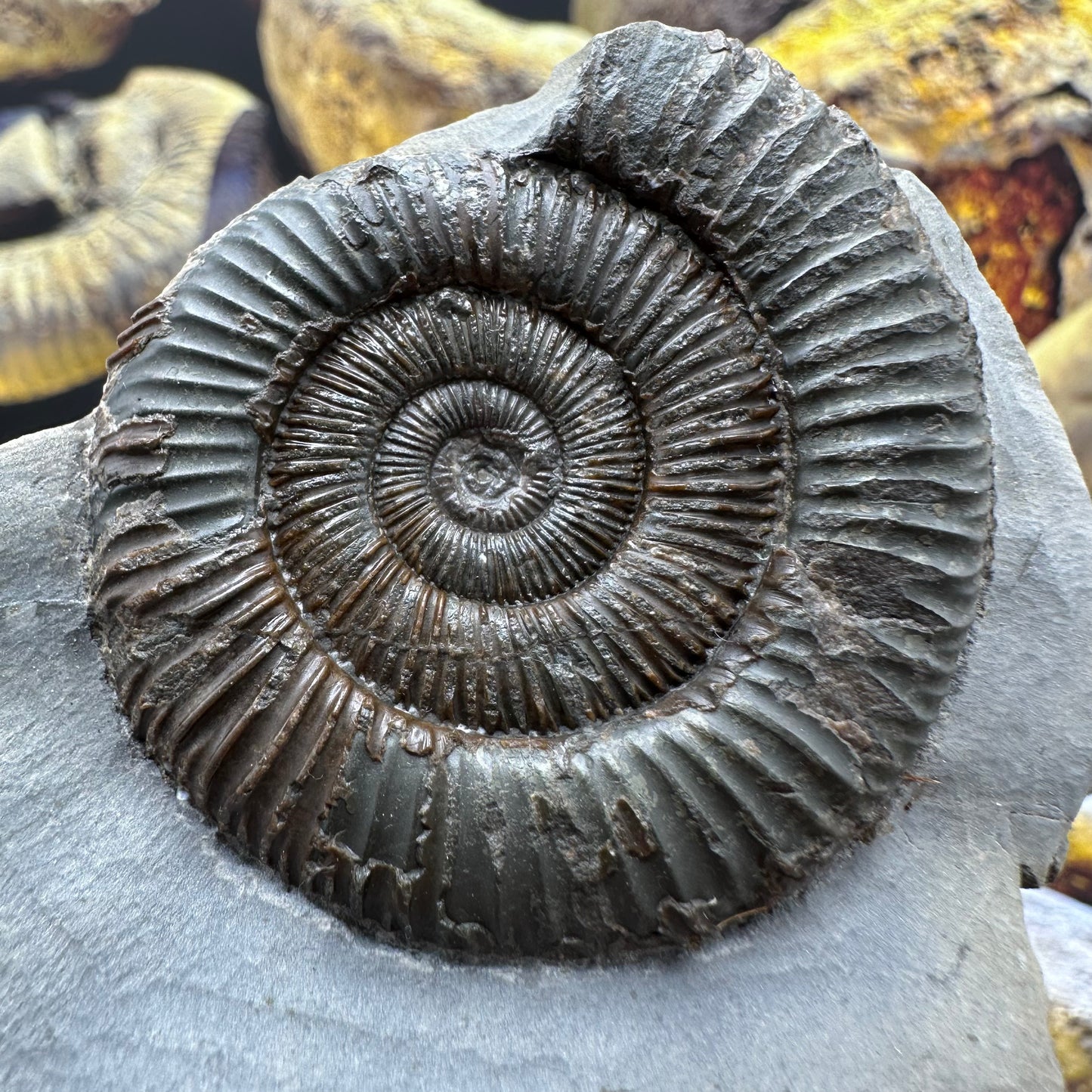 Dactylioceras ammonite fossil - Whitby, North Yorkshire Jurassic Coast Yorkshire Fossils