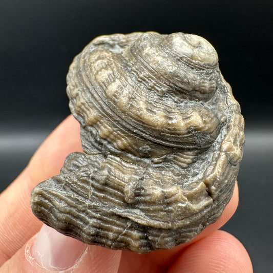 Gastropod Shell Fossil With Box And Stand - Whitby, North Yorkshire, Jurassic Coast, Yorkshire Fossils