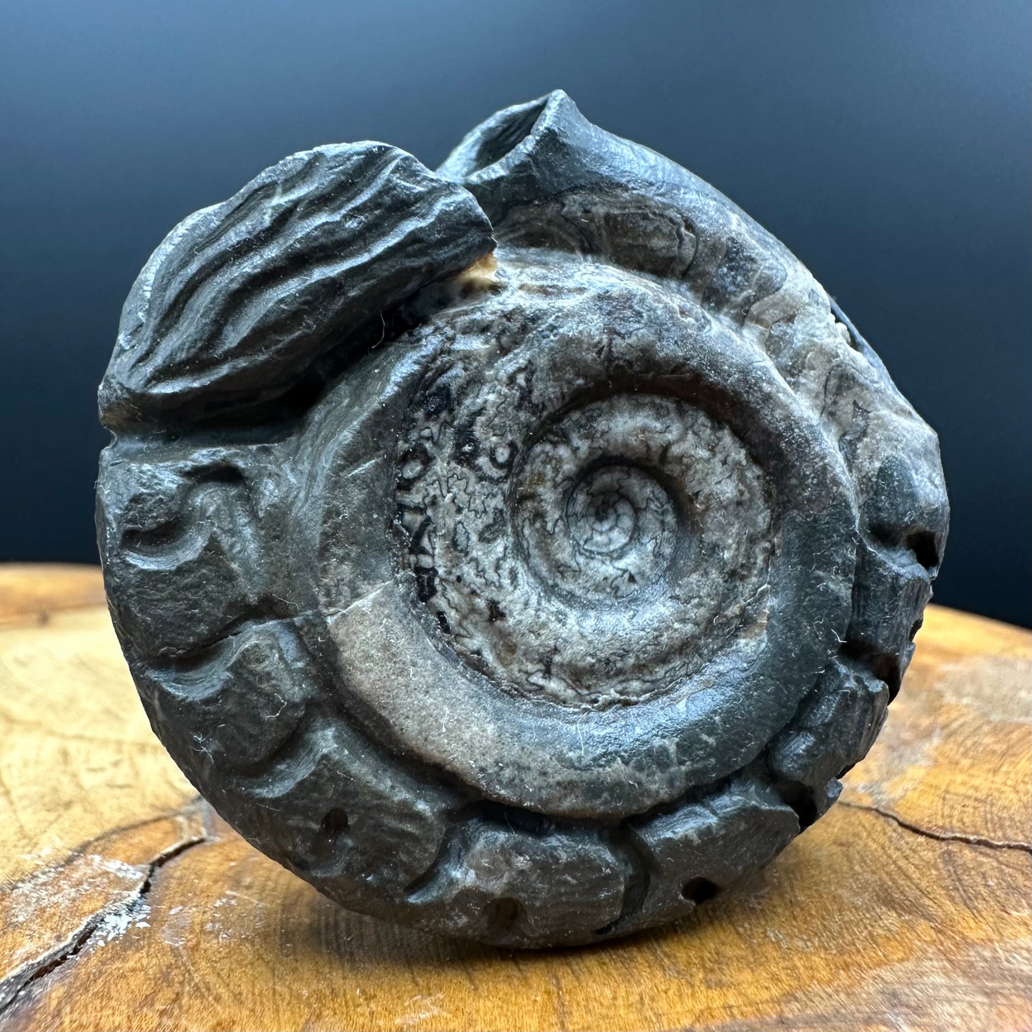 Snakestone Ammonite Fossil With Bag/Box And Stand - Whitby, North Yorkshire Jurassic Coast Yorkshire Fossils