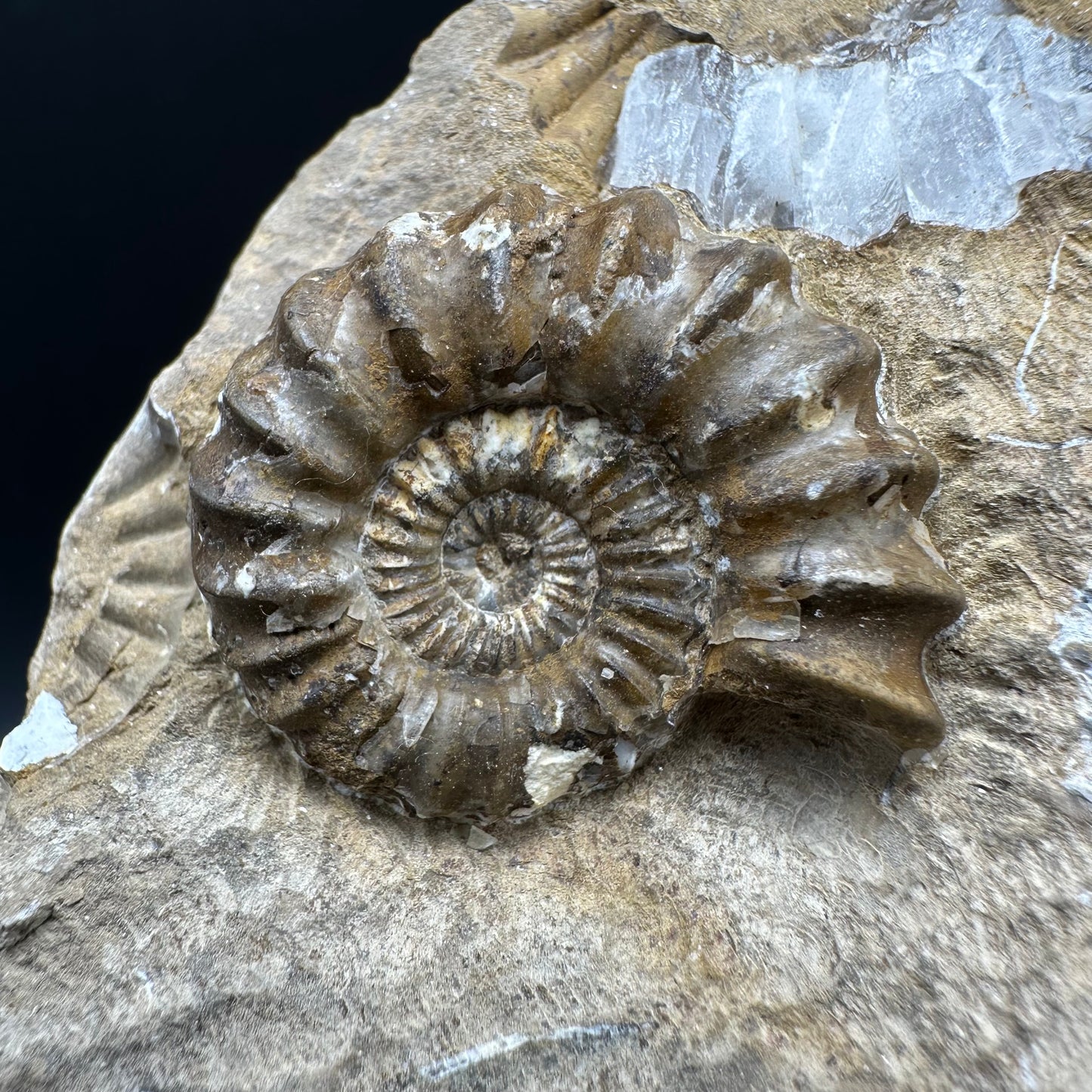 Androgynoceras capricornus Ammonite fossil with stand - Whitby, North Yorkshire Jurassic Coast Yorkshire Fossils