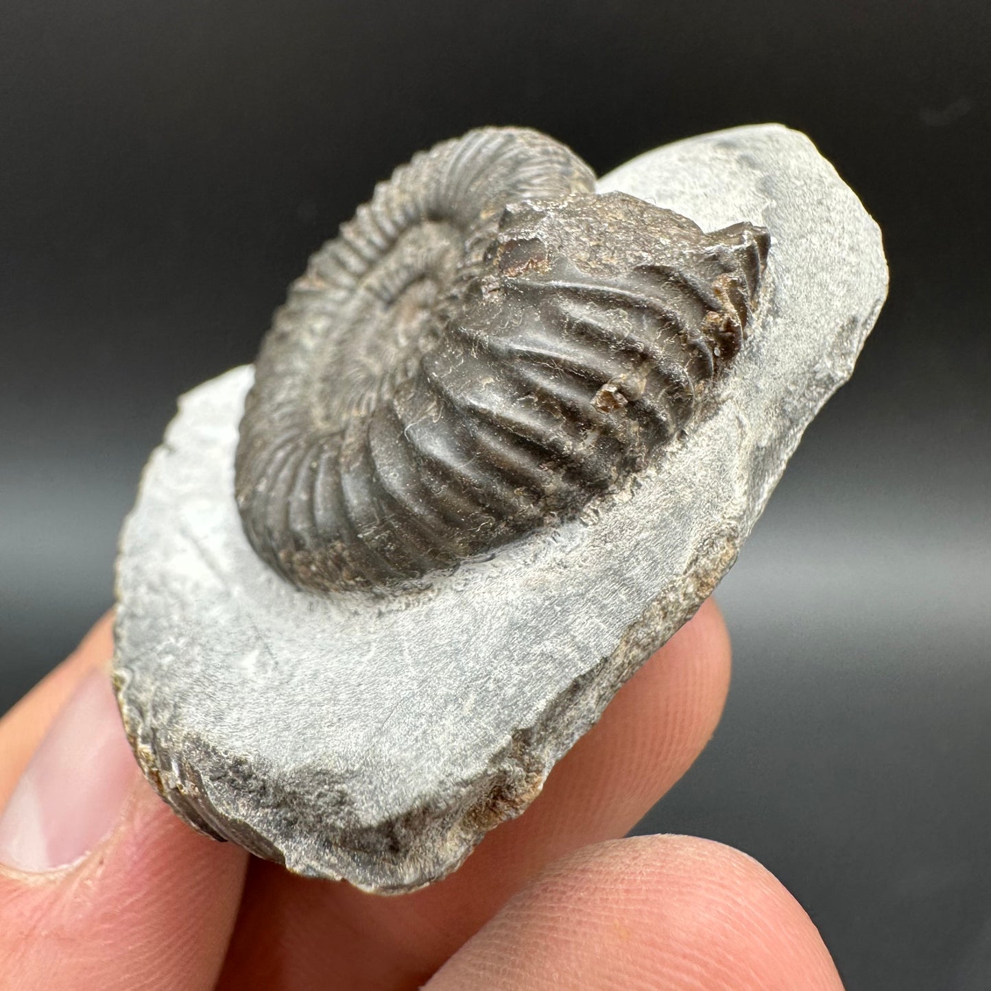 Dactylioceras Ammonite Fossil With Box And Stand - Whitby, North Yorkshire Jurassic Coast Yorkshire Fossils