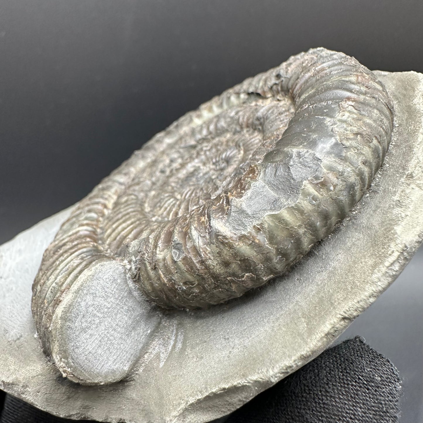 Dactylioceras Ammonite Fossil With Box And Stand - Whitby, North Yorkshire Jurassic Coast Yorkshire Fossils