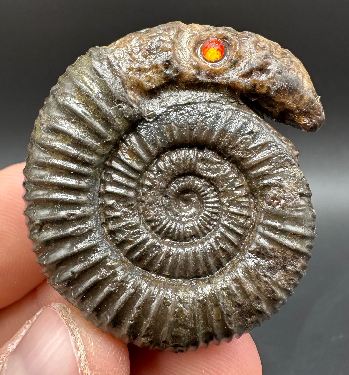Snakestone Ammonite Fossil With Bag/Box And Stand - Whitby, North Yorkshire Jurassic Coast Yorkshire Fossils
