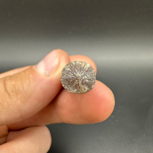 Belemnite (Fossil Squid) shell fossil - Whitby, North Yorkshire Jurassic Coast Yorkshire Fossils