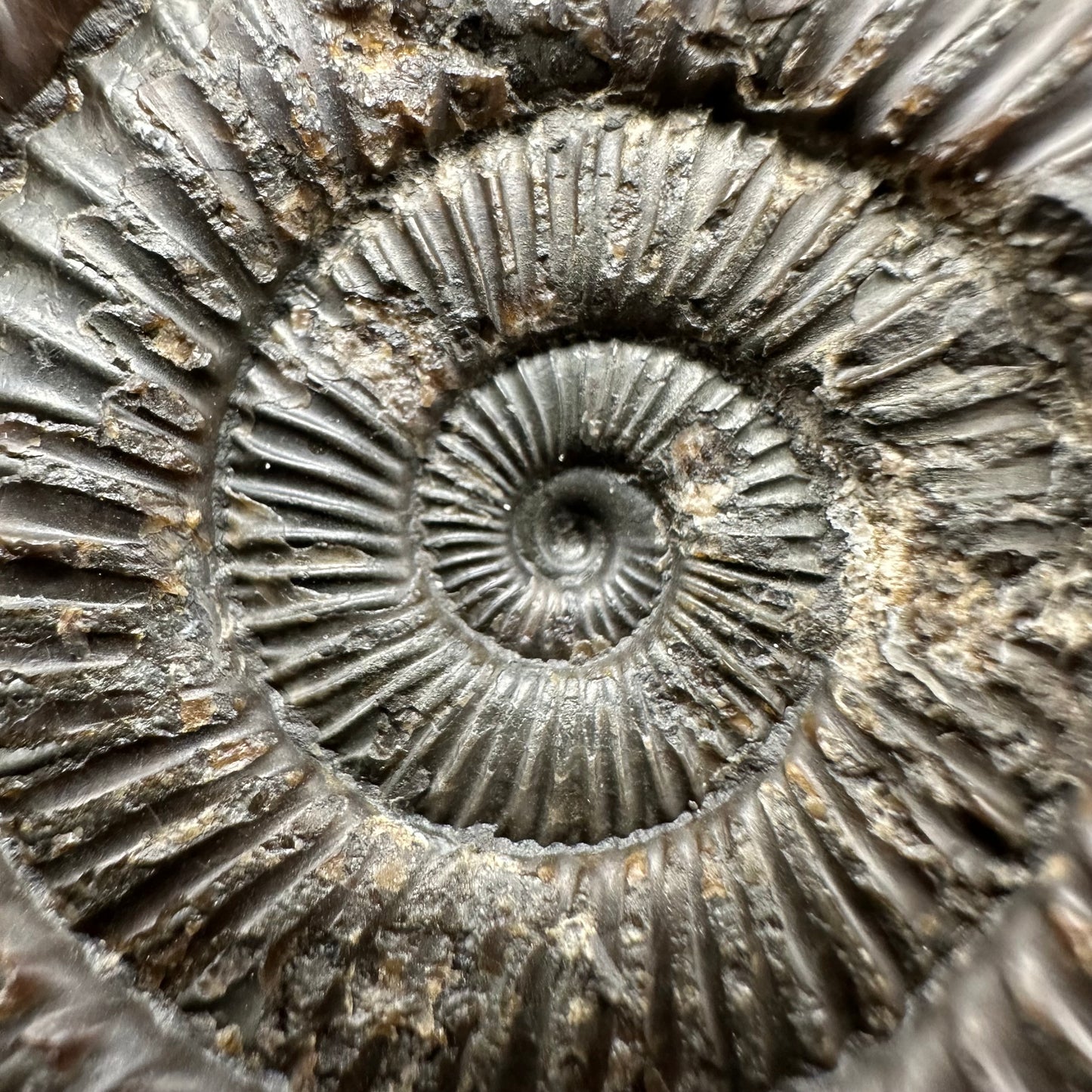 Dactylioceras Ammonite Fossil With Box And Stand - Whitby, North Yorkshire Jurassic Coast Yorkshire Fossils