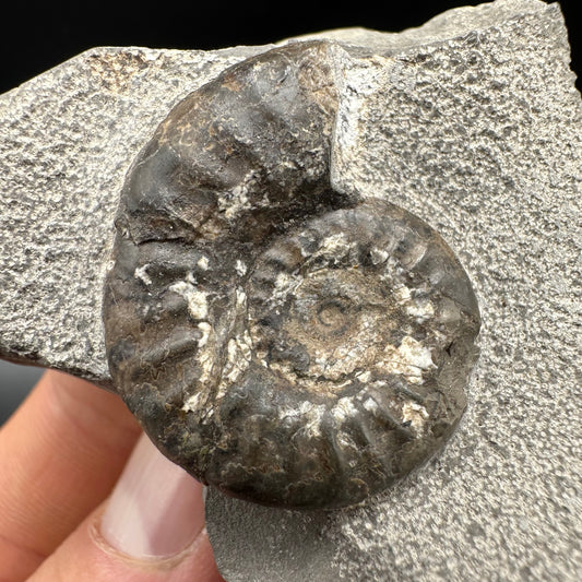 Grammoceras thoaurense Ammonite shell fossil with box and stand - Whitby, North Yorkshire, Yorkshire Fossils from the Jurassic Coast