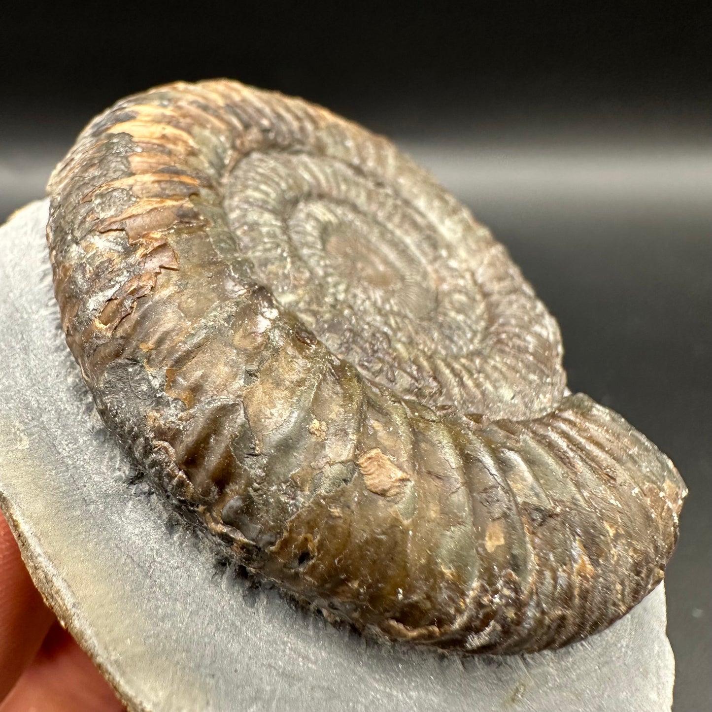 Dactylioceras Ammonite Fossil With Box And Stand - Whitby, North Yorkshire Jurassic Coast Yorkshire Fossils