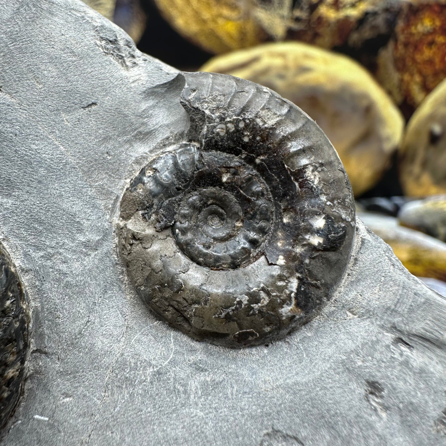 Grammoceras thoaurense ammonite shell fossil - Whitby, North Yorkshire