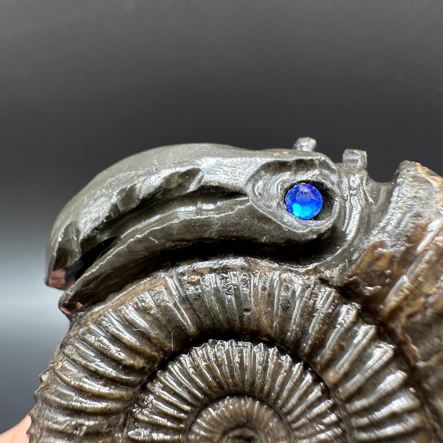 Snakestone Ammonite Fossil With Bag/Box And Stand - Whitby, North Yorkshire Jurassic Coast Yorkshire Fossils