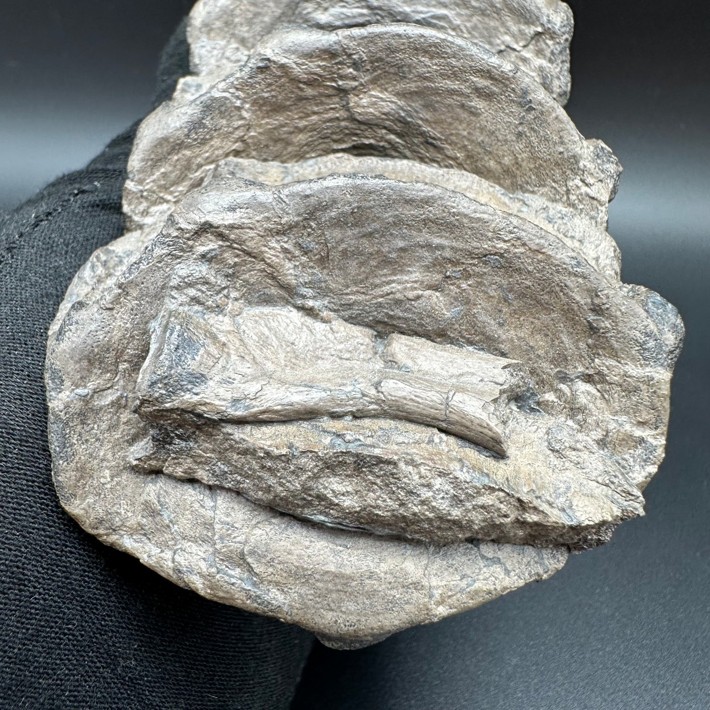 Ichthyosaur Vertebra fossil - Whitby, North Yorkshire Jurassic Coast, Yorkshire fossils