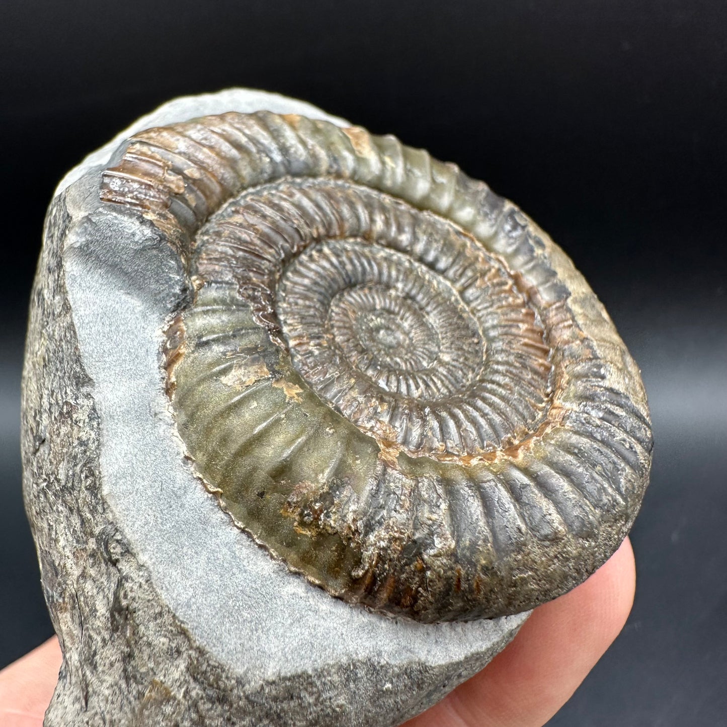 Dactylioceras Ammonite Fossil With box and Stand - Whitby, North Yorkshire Jurassic Coast Yorkshire Fossils