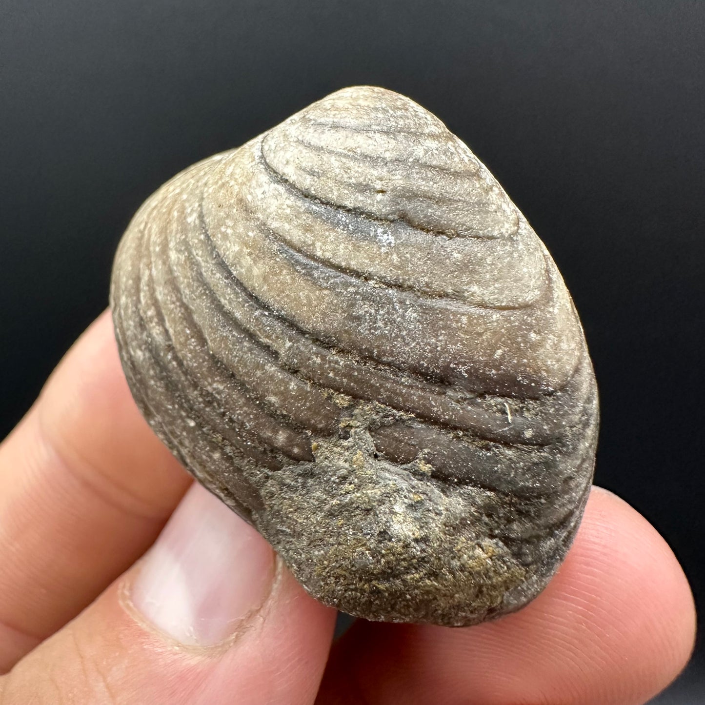 Shell fossil with box and stand - Whitby, North Yorkshire, Jurassic Coast, Yorkshire Fossils