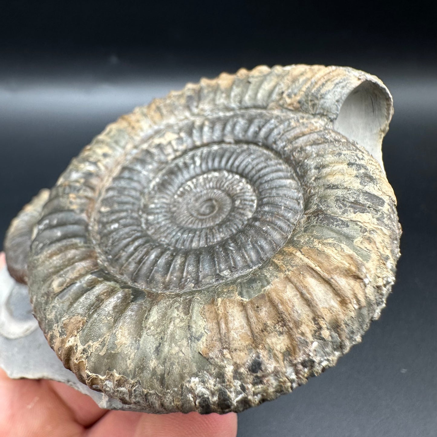 Dactylioceras Multi ammonite fossil with box and stand - Whitby, North Yorkshire Jurassic Coast, Yorkshire Fossils