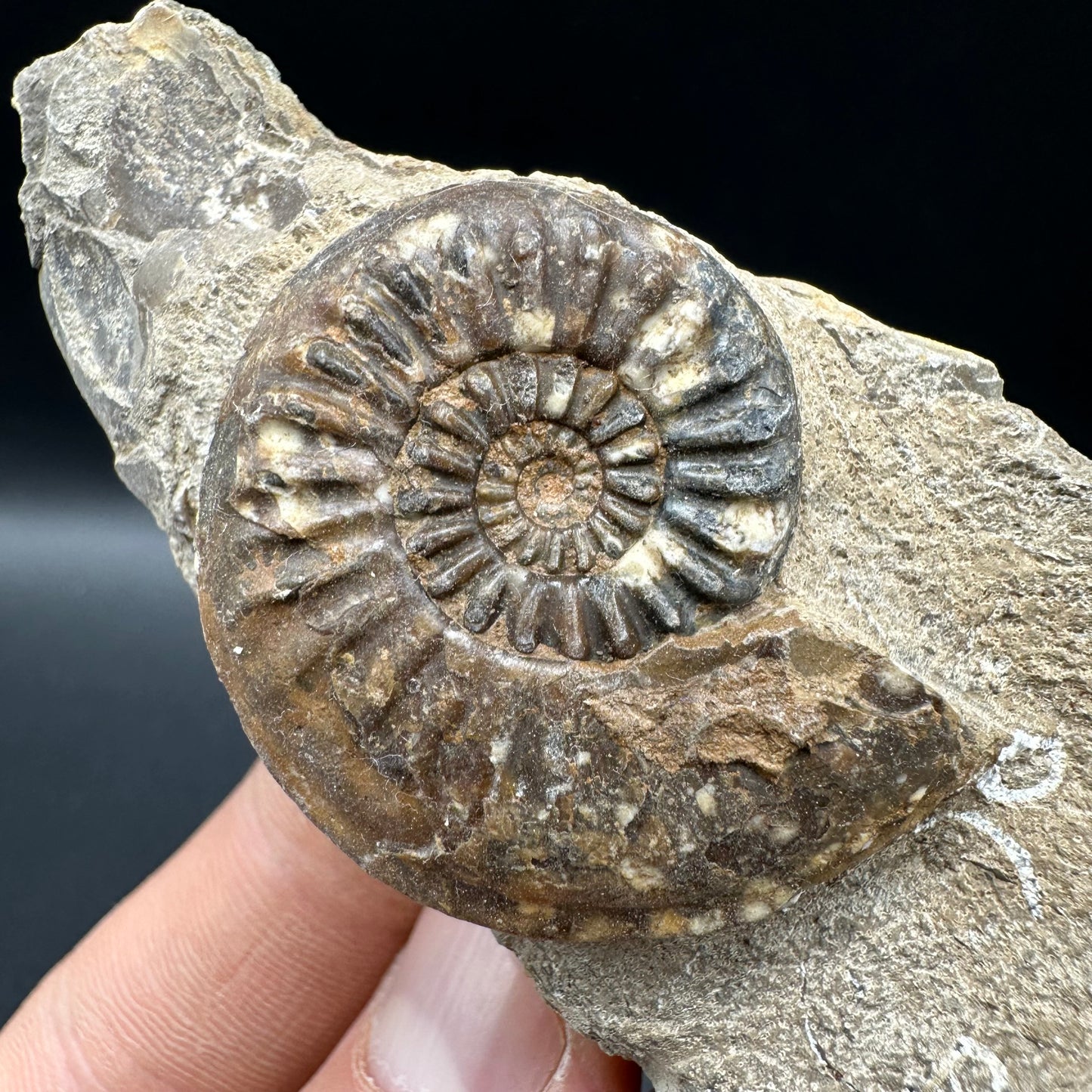 Amaltheus subnodosus Ammonite fossil with box and stand - Whitby, North Yorkshire Jurassic Coast Yorkshire Fossils